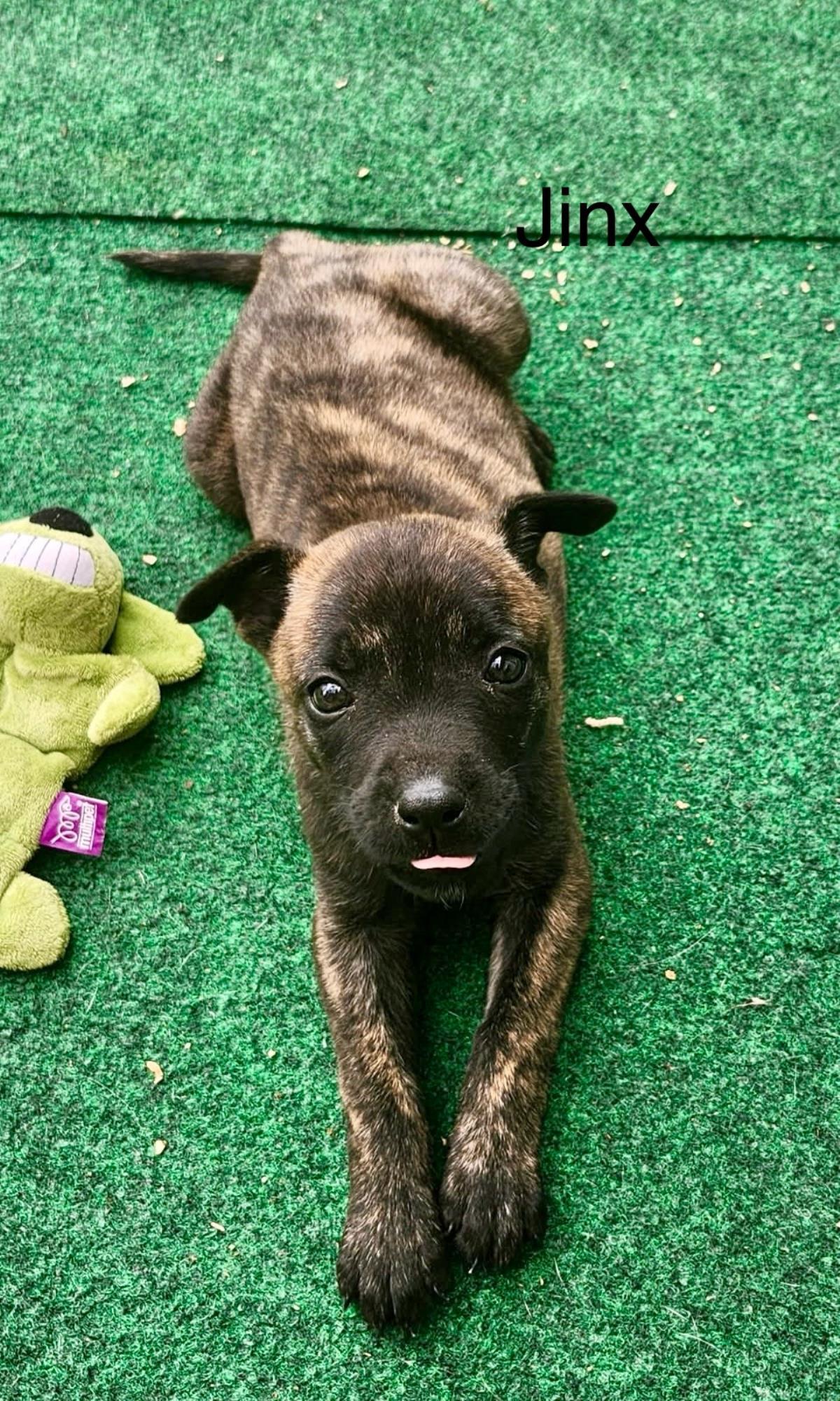Adopt Jinx