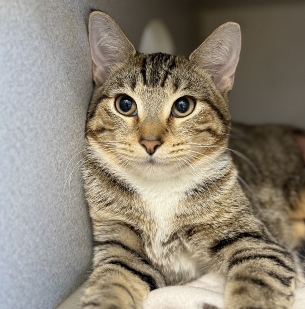 Parmesan * Bonded With Brie