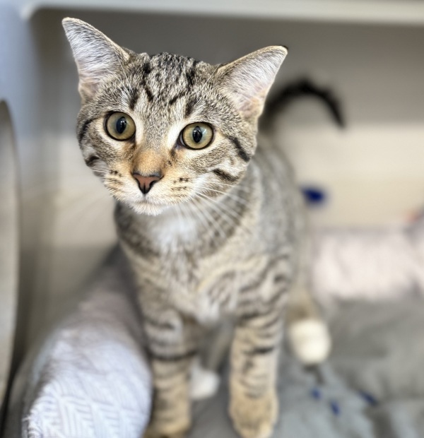 Brie * Bonded With Parmesan