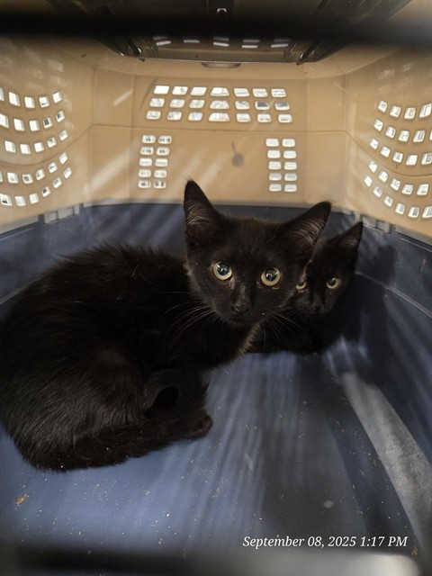 VADER, an adoptable Domestic Short Hair in Casper, WY, 82601 | Photo Image 1