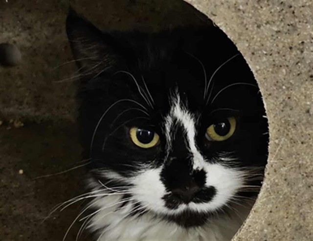 MINNIE, an adoptable Domestic Medium Hair in Casper, WY, 82601 | Photo Image 1