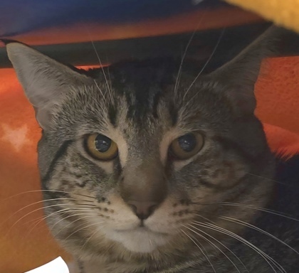 Ed