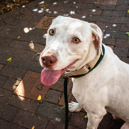 Mr. Worldwide, an adoptable Pit Bull Terrier, Mixed Breed in Honolulu, HI, 96826 | Photo Image 1