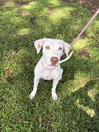 Mr. Worldwide, an adoptable Pit Bull Terrier, Mixed Breed in Honolulu, HI, 96826 | Photo Image 2