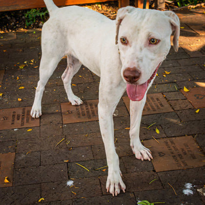 Mr. Worldwide, an adoptable Pit Bull Terrier, Mixed Breed in Honolulu, HI, 96826 | Photo Image 3