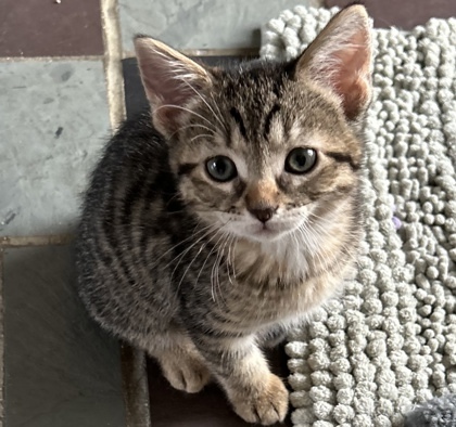Picatta