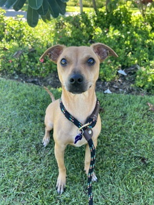 GG, an adoptable Pit Bull Terrier, Mixed Breed in Honolulu, HI, 96826 | Photo Image 1