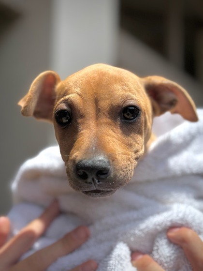 GG, an adoptable Pit Bull Terrier, Mixed Breed in Honolulu, HI, 96826 | Photo Image 2