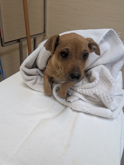 GG, an adoptable Pit Bull Terrier, Mixed Breed in Honolulu, HI, 96826 | Photo Image 3