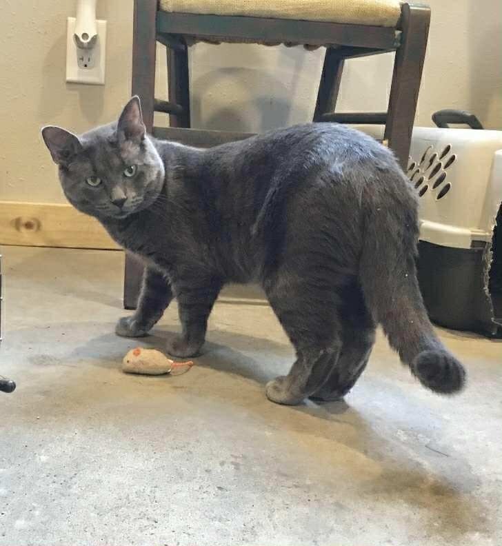Peter Pan, an adoptable Domestic Short Hair in Cloquet, MN, 55720 | Photo Image 1