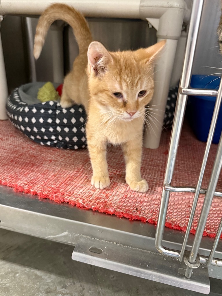 Monty, an adoptable Domestic Short Hair in Virginia, MN, 55792 | Photo Image 1