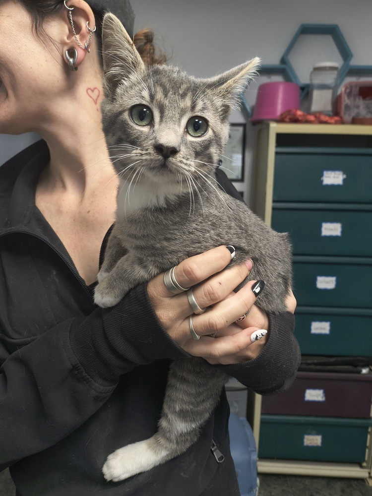 Clove, an adoptable Domestic Short Hair in Moses Lake, WA, 98837 | Photo Image 1