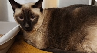 Sabeer, an adoptable Siamese in Bend, OR, 97701 | Photo Image 1