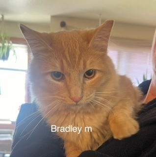 Bradley, an adoptable Domestic Medium Hair in Bend, OR, 97701 | Photo Image 1