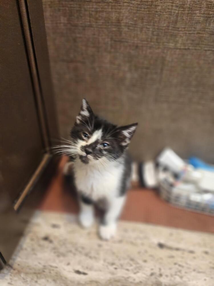 Avery, an adoptable Domestic Medium Hair in Bend, OR, 97701 | Photo Image 1