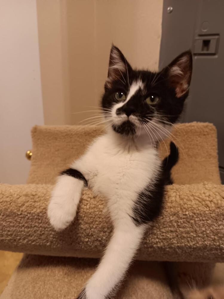 Avery, an adoptable Domestic Medium Hair in Bend, OR, 97701 | Photo Image 3