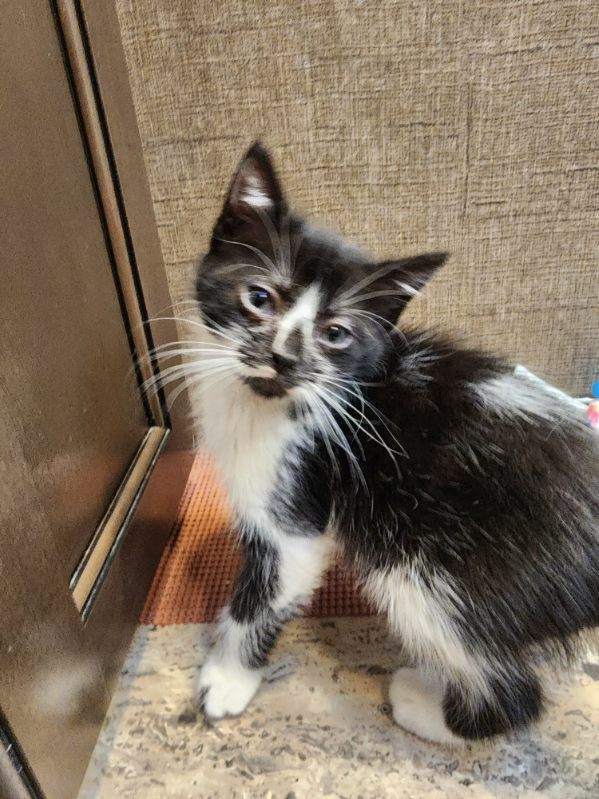 Marble, an adoptable Domestic Medium Hair in Bend, OR, 97701 | Photo Image 1