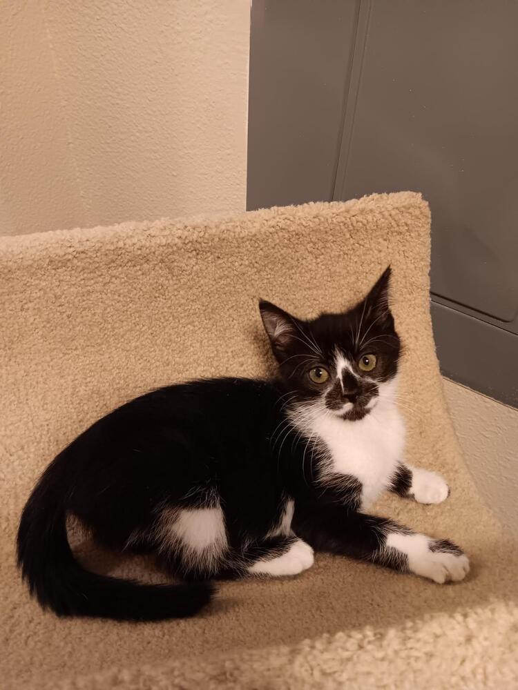 Marble, an adoptable Domestic Medium Hair in Bend, OR, 97701 | Photo Image 3