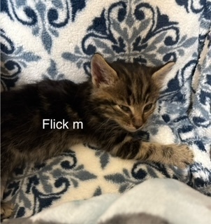 Flick, an adoptable Domestic Short Hair in Bend, OR, 97701 | Photo Image 1