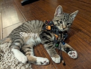 Stan, an adoptable Domestic Short Hair in Bend, OR, 97701 | Photo Image 2