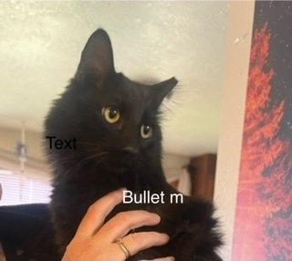 Bullet, an adoptable Domestic Long Hair in Bend, OR, 97701 | Photo Image 1