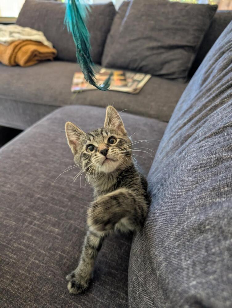patrick, an adoptable Domestic Short Hair in Bend, OR, 97701 | Photo Image 2