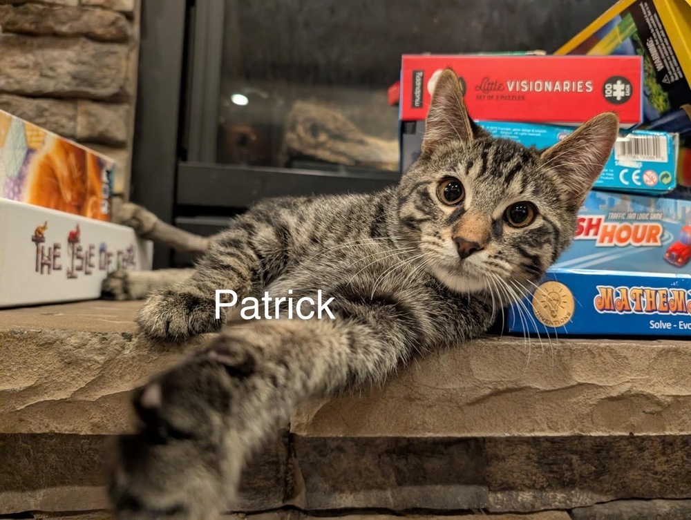 patrick, an adoptable Domestic Short Hair in Bend, OR, 97701 | Photo Image 3