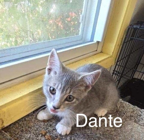 Dante, an adoptable Domestic Short Hair in Bend, OR, 97701 | Photo Image 1