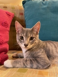 Dante, an adoptable Domestic Short Hair in Bend, OR, 97701 | Photo Image 2