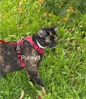 Punky, an adoptable Domestic Short Hair in Bend, OR, 97701 | Photo Image 1