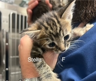 Stella, an adoptable Domestic Short Hair in Bend, OR, 97701 | Photo Image 1