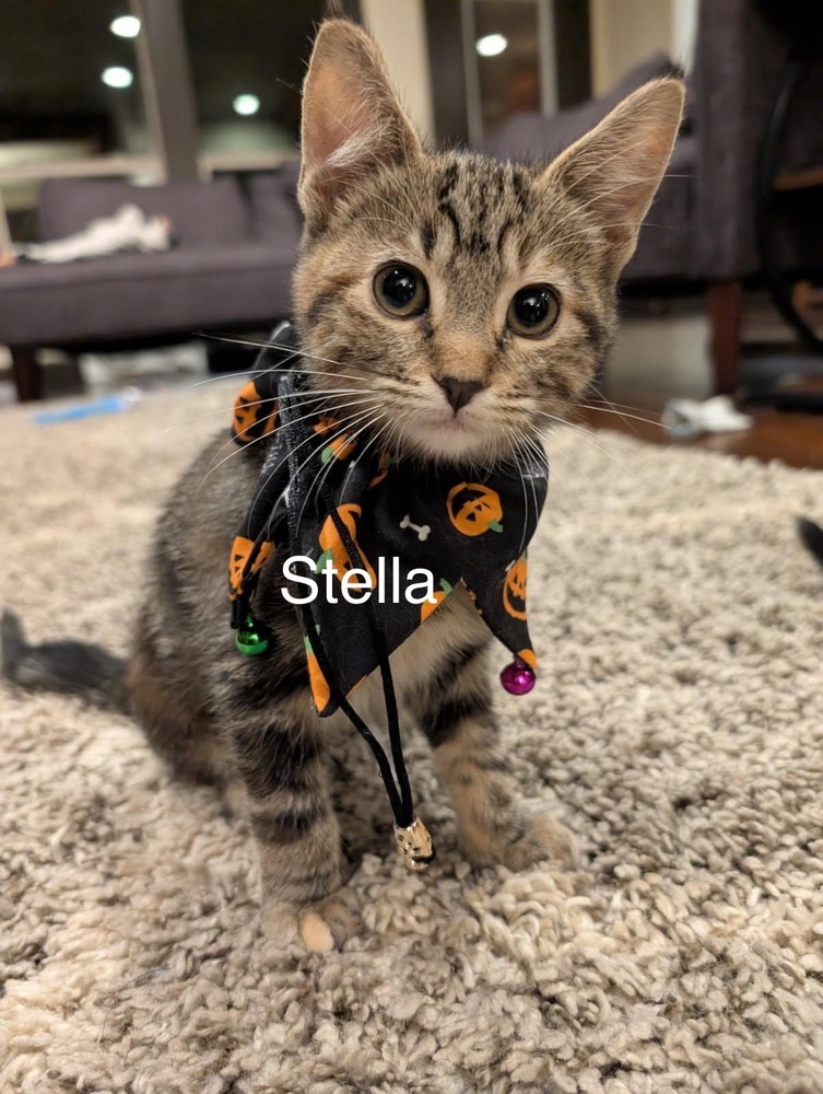 Stella, an adoptable Domestic Short Hair in Bend, OR, 97701 | Photo Image 2