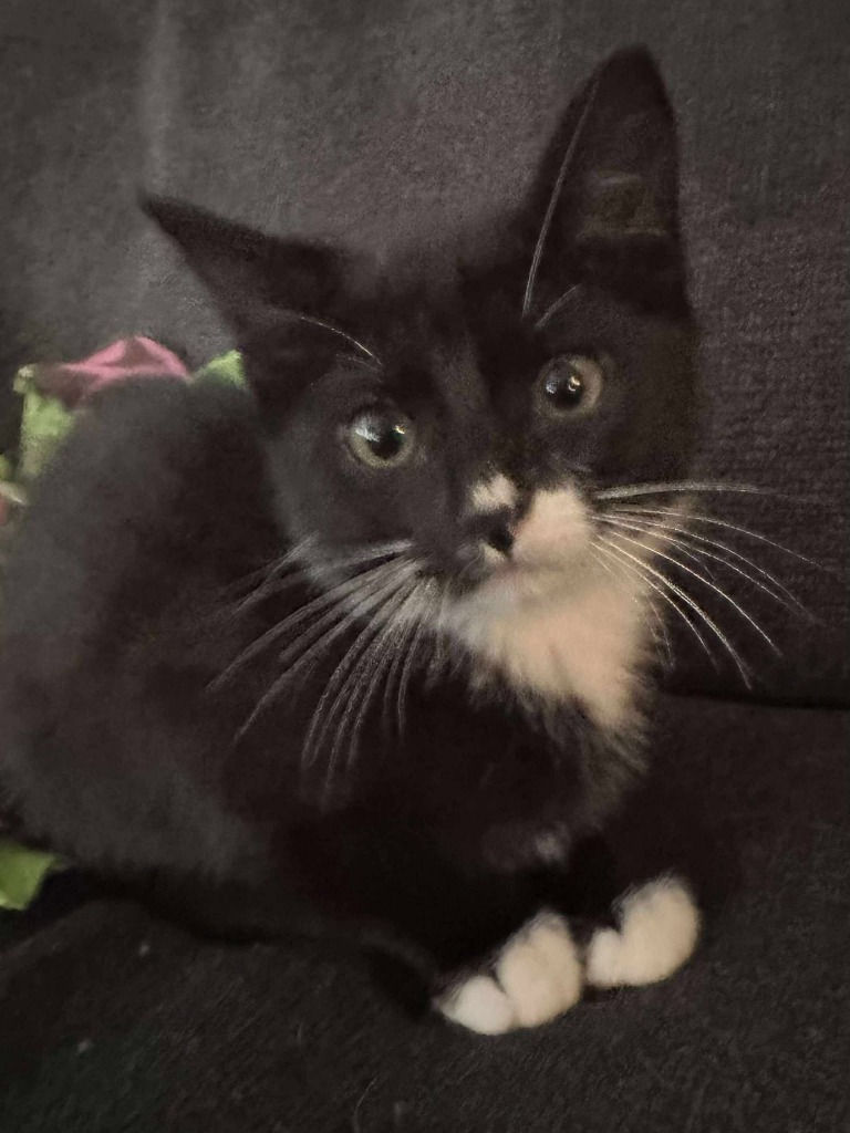 Miley Cyrus, an adoptable Domestic Short Hair in Cloquet, MN, 55720 | Photo Image 1