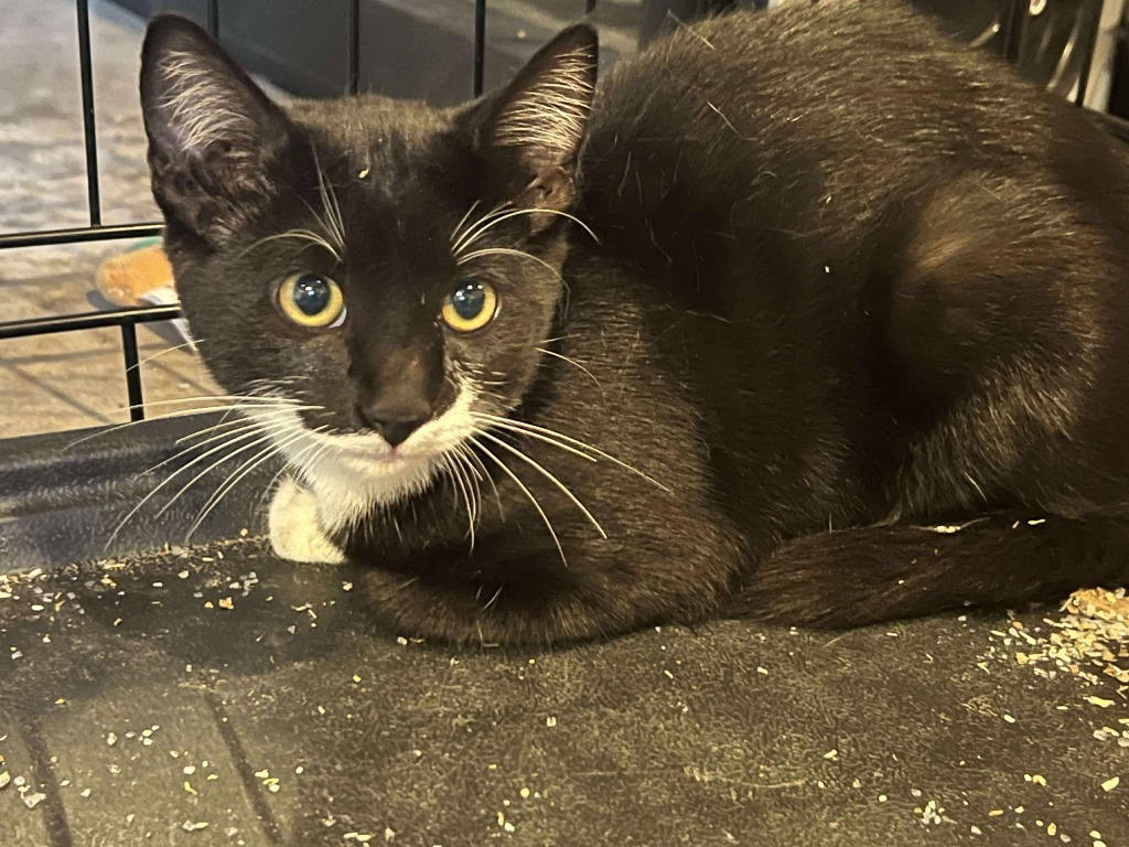 Triscuit, an adoptable Domestic Short Hair in Cloquet, MN, 55720 | Photo Image 1