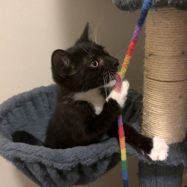 Black Diamond thumbnail 2