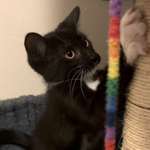 Black Diamond thumbnail 3