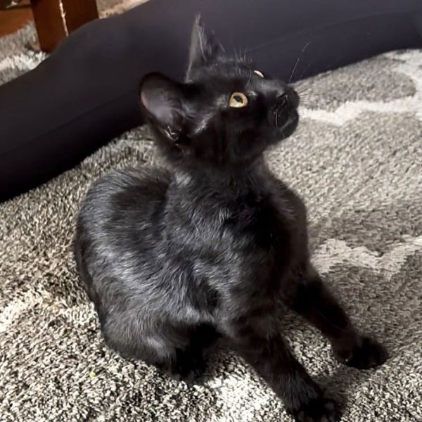 Blackberry thumbnail 2