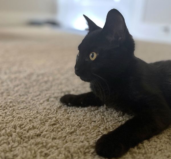 Blackberry thumbnail 3