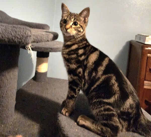 Carbonara thumbnail 2