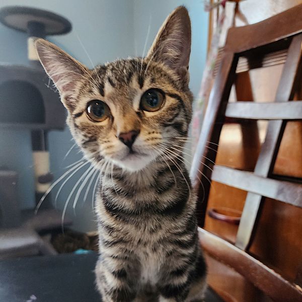 Carbonara thumbnail 3