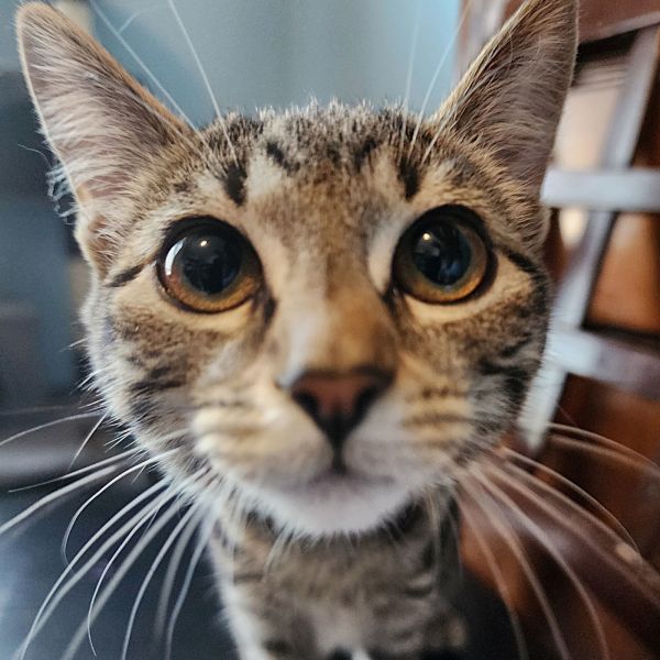 Carbonara thumbnail 4