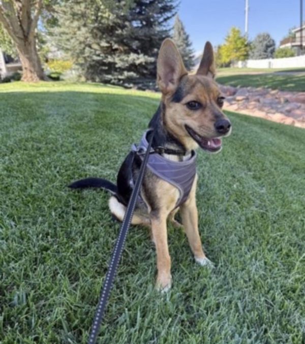 Lady Bird thumbnail 2