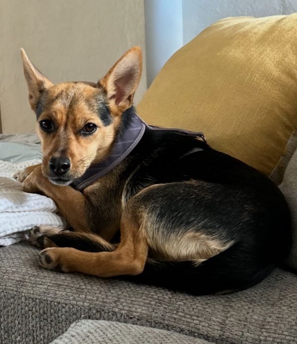 Lady Bird thumbnail 3