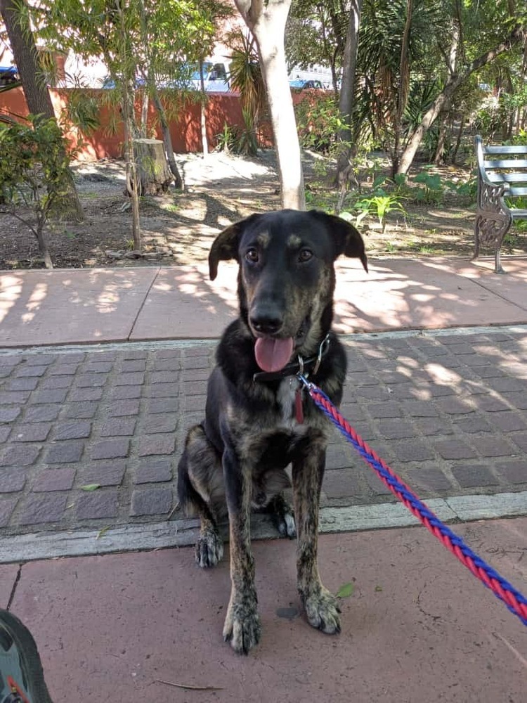 Smokey, an adoptable German Shepherd Dog, Husky in Ajijic Centro, JAL, 45920 | Photo Image 2