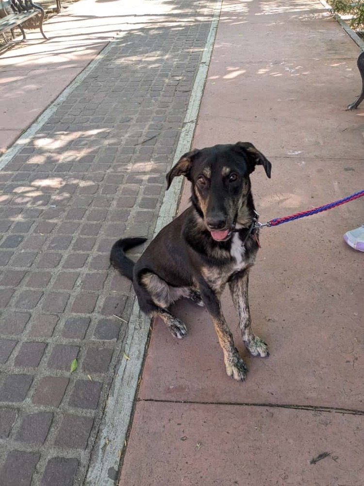 Smokey, an adoptable German Shepherd Dog, Husky in Ajijic Centro, JAL, 45920 | Photo Image 3