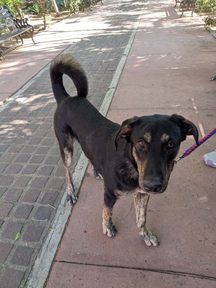 Smokey, an adoptable German Shepherd Dog, Husky in Ajijic Centro, JAL, 45920 | Photo Image 4