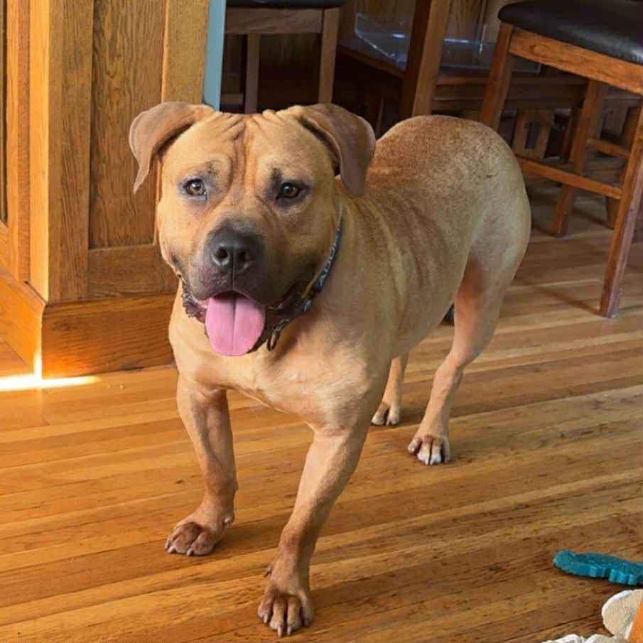 Whopper, an adoptable Pit Bull Terrier in Duluth, MN, 55807 | Photo Image 1