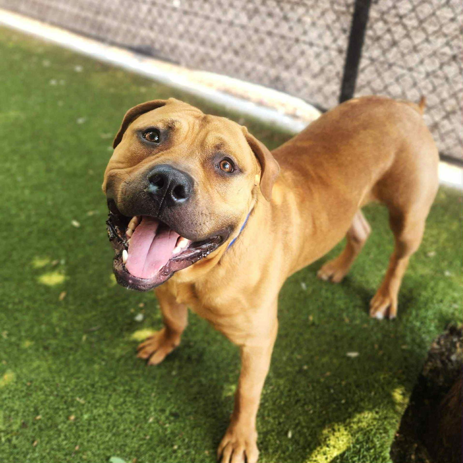 Whopper, an adoptable Pit Bull Terrier in Duluth, MN, 55807 | Photo Image 3