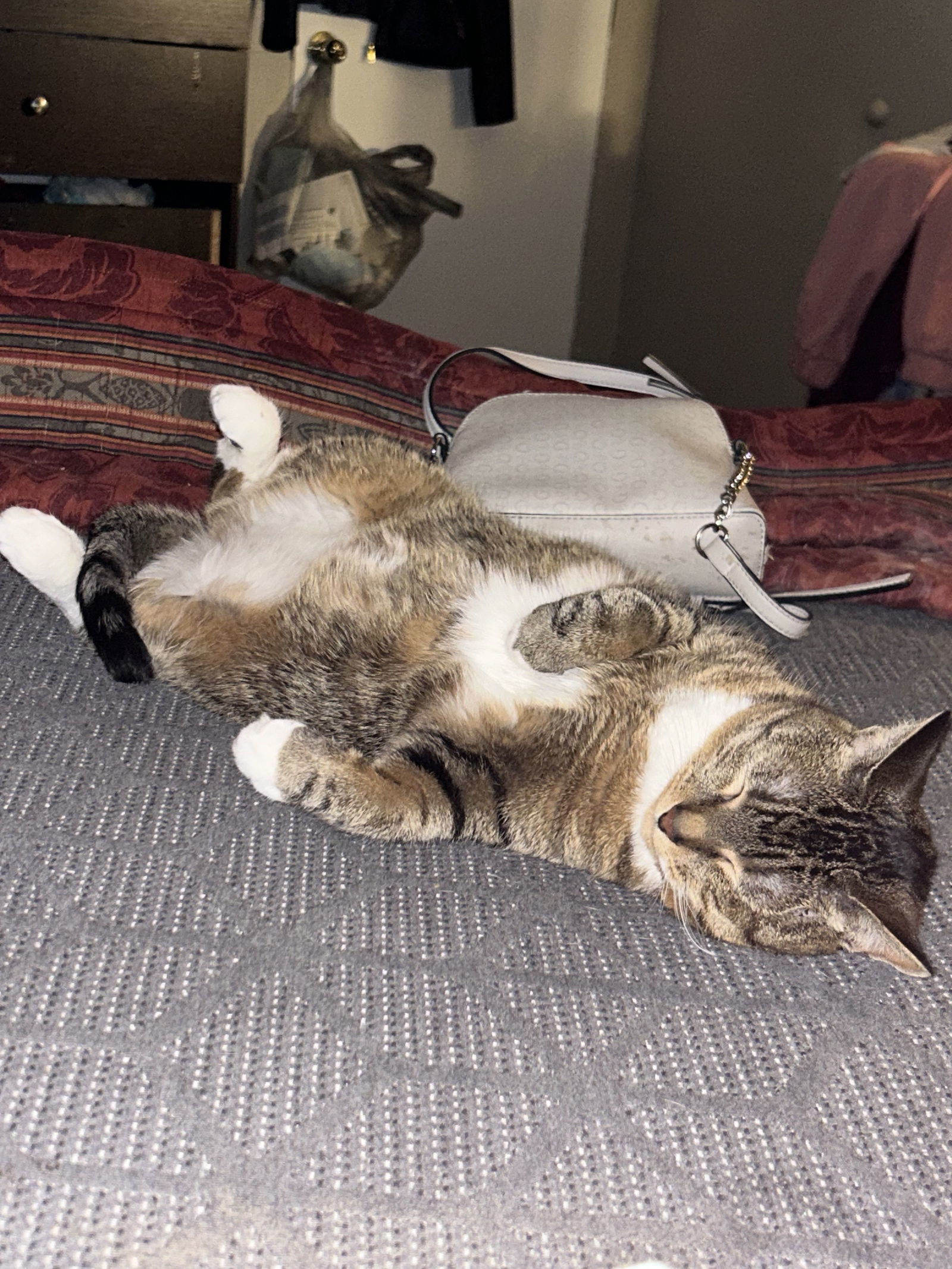 Mittens*