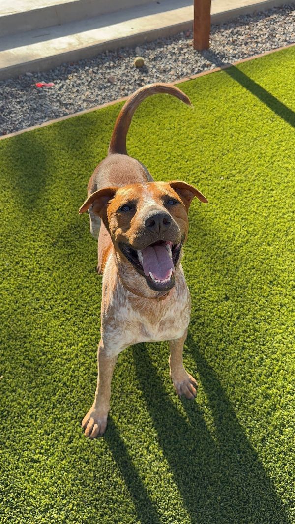 Rusty Brown thumbnail 2